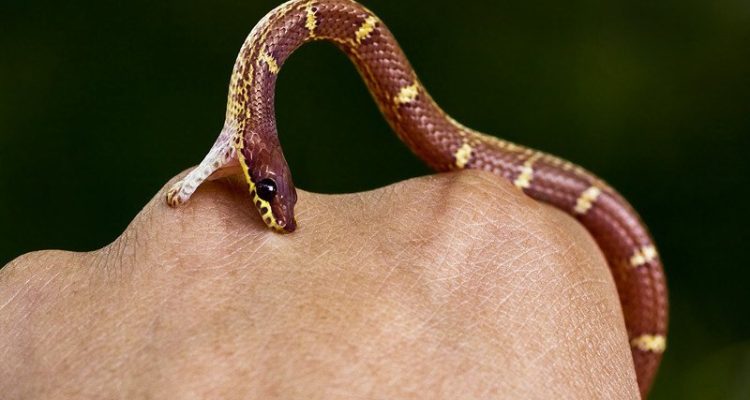 कैलालीमा सर्पको टोकाईबाट एक बालिकाको मृत्यु